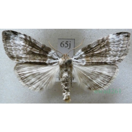 Tetheella fluctuosa (Hübner, 1803) Falica zmiennica Czech65j